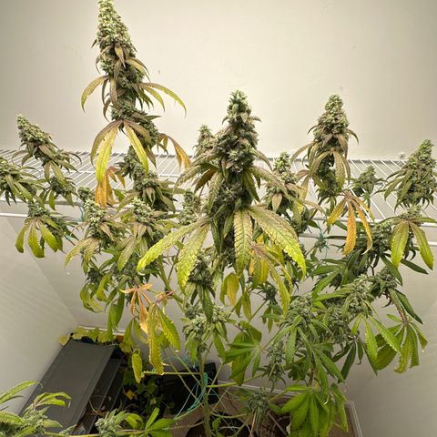 Gorrila nut #9 growlog timeline photo
