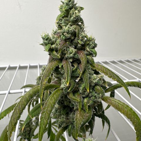 Gorrila nut #9 growlog timeline photo