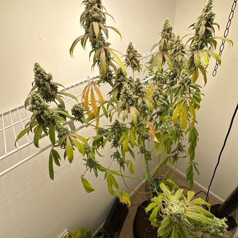 Gorrila nut #9 growlog timeline photo