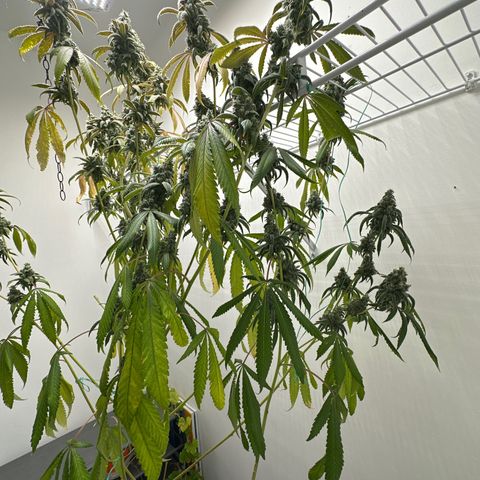 Gorrila nut #9 growlog timeline photo