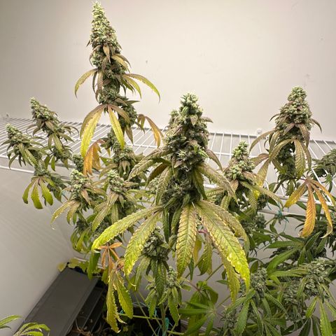 Gorrila nut #9 growlog timeline photo
