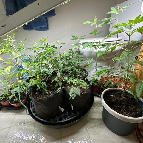 Gorrila nut #9 growlog timeline photo
