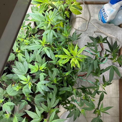 Gorrila nut #9 growlog timeline photo