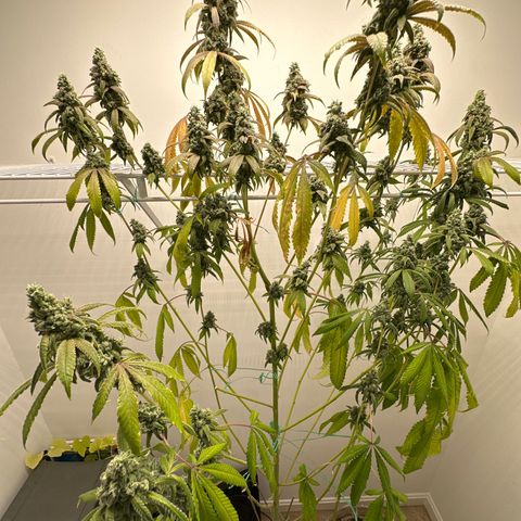 Gorrila nut #9 growlog photo: Y 