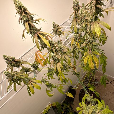 Gorrila nut #9 growlog photo: Y 