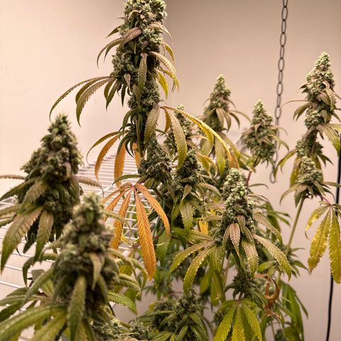 Gorrila nut #9 growlog photo: Y 
