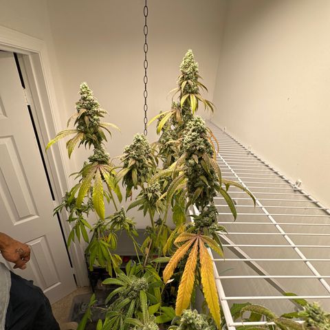 Gorrila nut #9 growlog photo: Y 