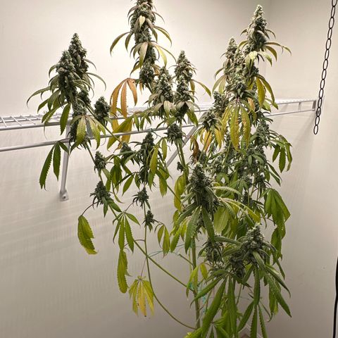 Gorrila nut #9 growlog photo: Y 