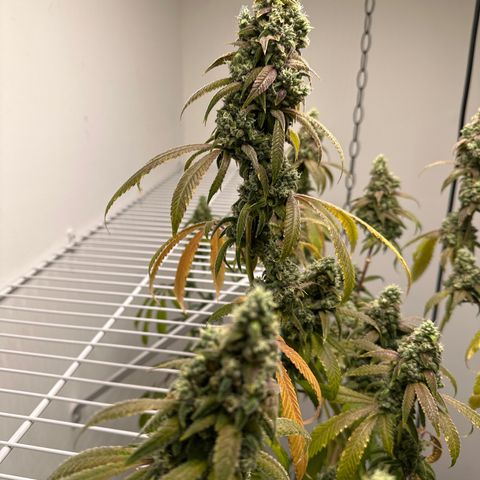 Gorrila nut #9 growlog photo: Y 