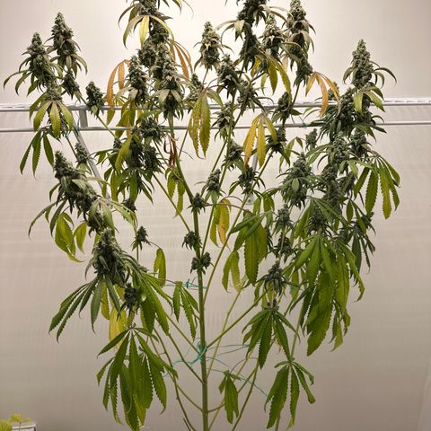 Gorrila nut #9 growlog photo: Y 