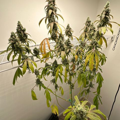 Gorrila nut #9 growlog photo: Y 