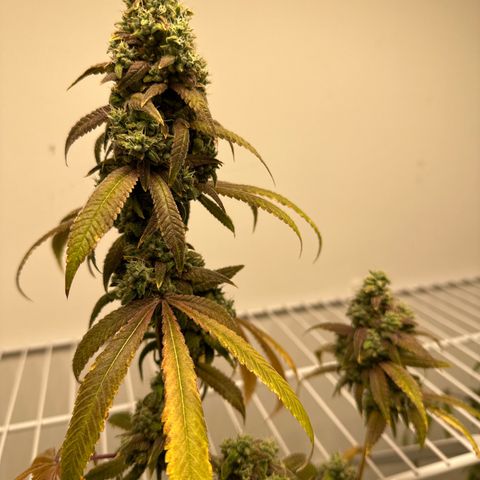 Gorrila nut #9 growlog photo: Y 