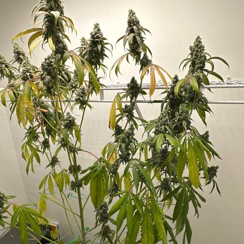 Gorrila nut #9 growlog photo: Y 