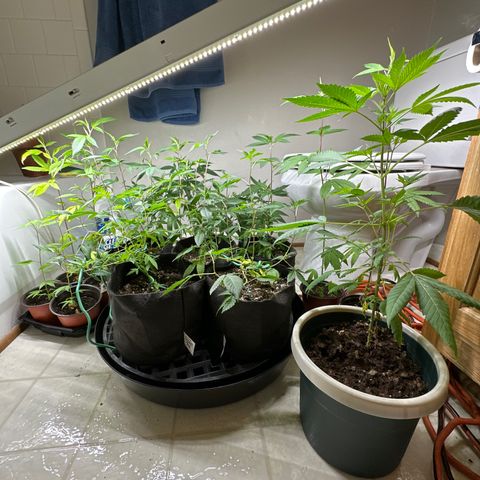 Gorrila nut #9 growlog timeline photo