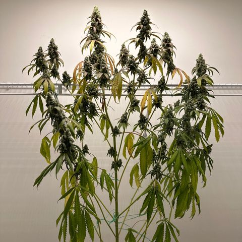 Gorrila nut #9 growlog timeline photo