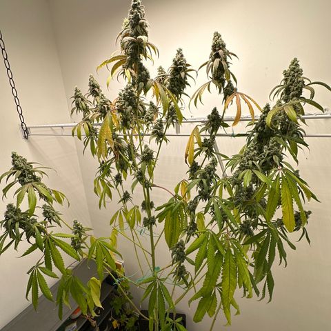 Gorrila nut #9 growlog timeline photo