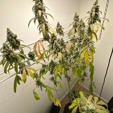 Gorrila nut #9 growlog timeline photo
