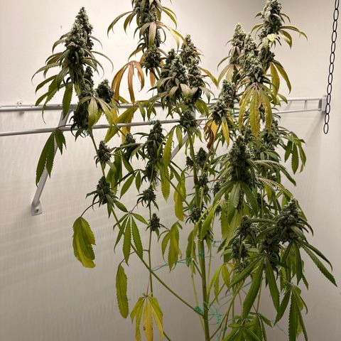 Gorrila nut #9 growlog timeline photo