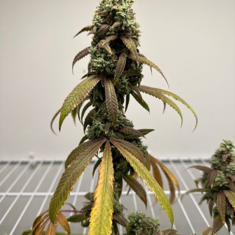 Gorrila nut #9 growlog timeline photo