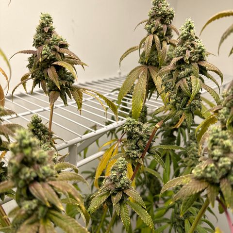 Gorrila nut #9 growlog timeline photo