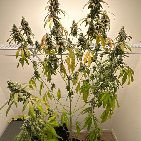 Gorrila nut #9 growlog timeline photo