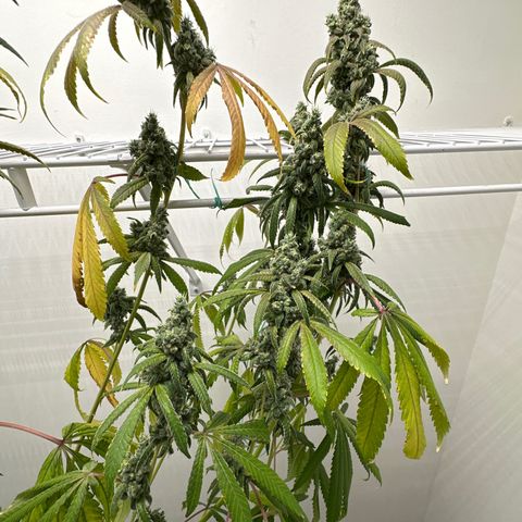 Gorrila nut #9 growlog timeline photo
