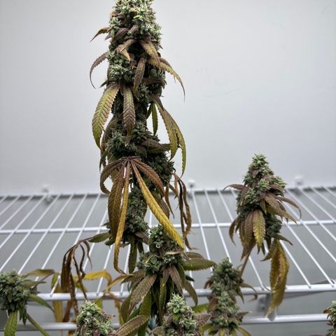 Gorrila nut #9 growlog timeline photo