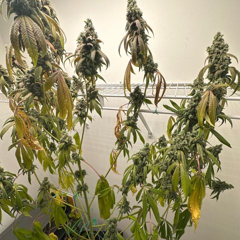 Gorrila nut #9 growlog timeline photo