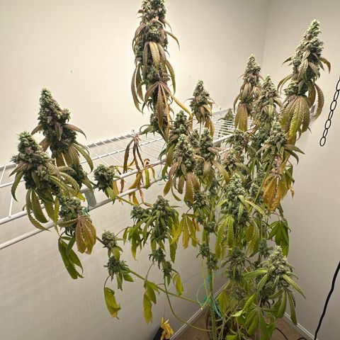 Gorrila nut #9 growlog timeline photo