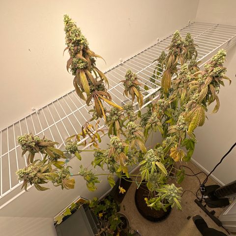 Gorrila nut #9 growlog timeline photo