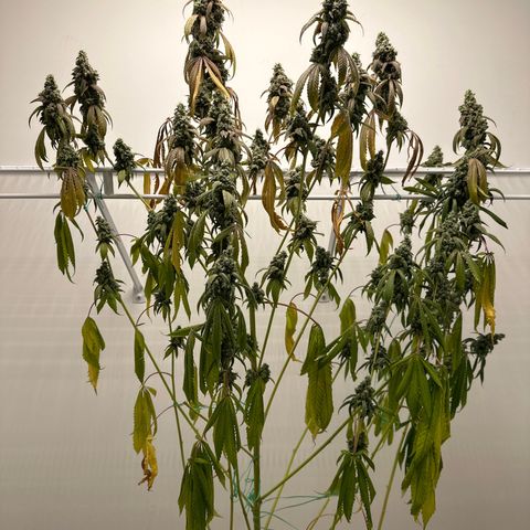 Gorrila nut #9 growlog timeline photo
