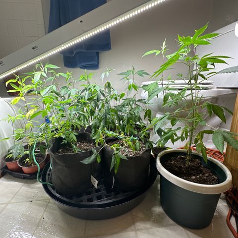 Gorrila nut #9 growlog timeline photo