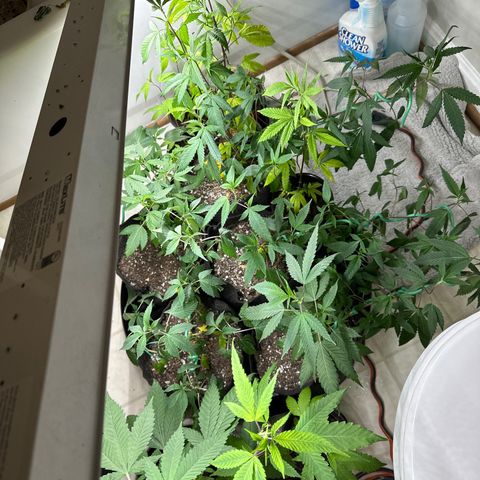 Gorrila nut #9 growlog timeline photo