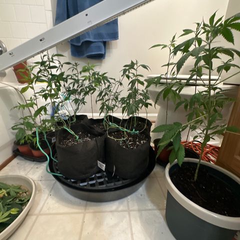 Gorrila nut #9 growlog timeline photo