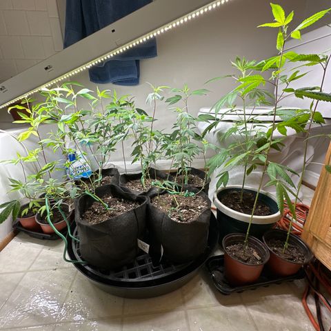 Gorrila nut #9 growlog timeline photo