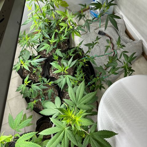 Gorrila nut #9 growlog timeline photo