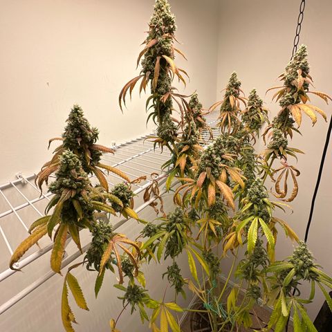 Gorrila nut #9 growlog timeline photo
