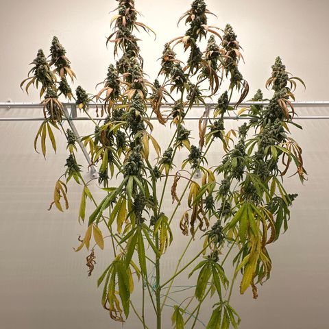 Gorrila nut #9 growlog timeline photo