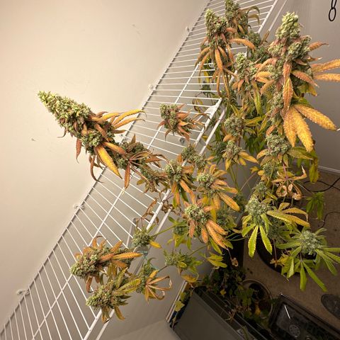 Gorrila nut #9 growlog timeline photo