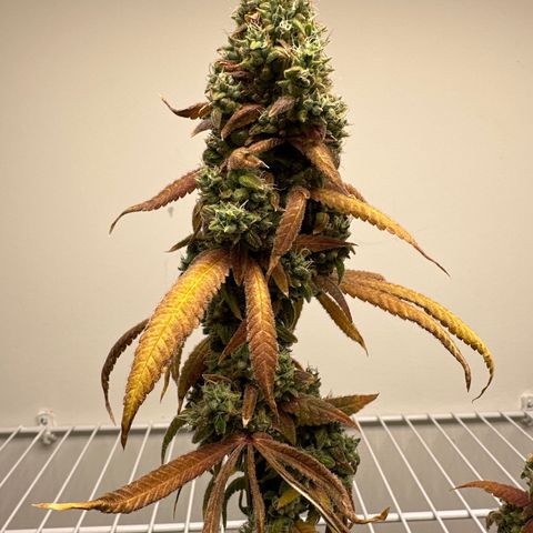 Gorrila nut #9 growlog timeline photo