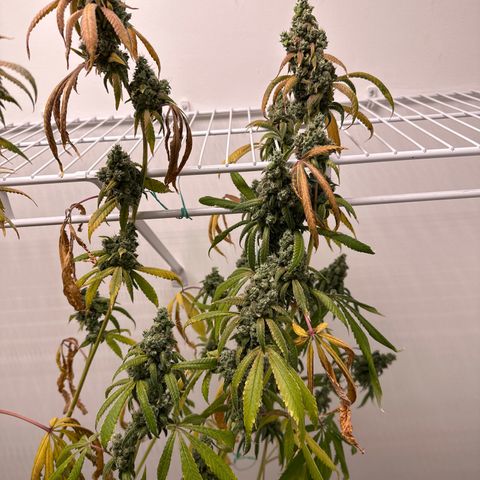 Gorrila nut #9 growlog timeline photo