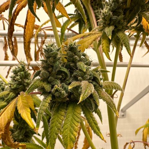 Gorrila nut #9 growlog timeline photo