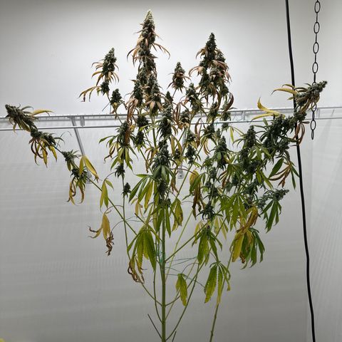 Gorrila nut #9 growlog photo: Chopping it down today