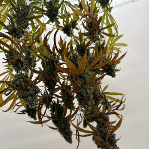 Gorrila nut #9 growlog timeline photo
