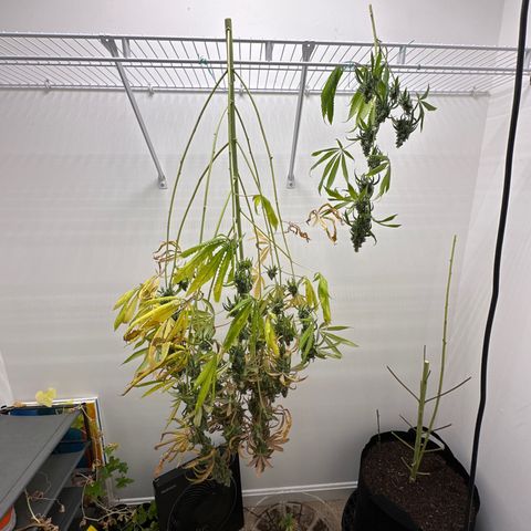 Gorrila nut #9 growlog timeline photo