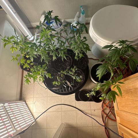 Gorrila nut #9 growlog timeline photo