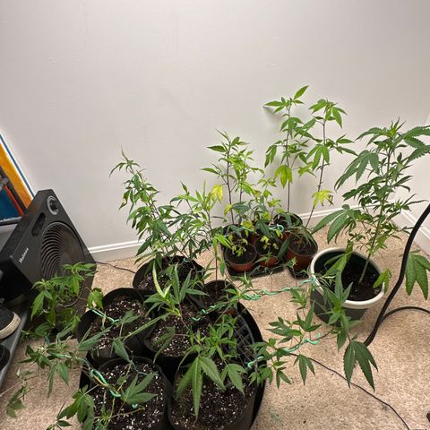 Gorrila nut #9 growlog timeline photo