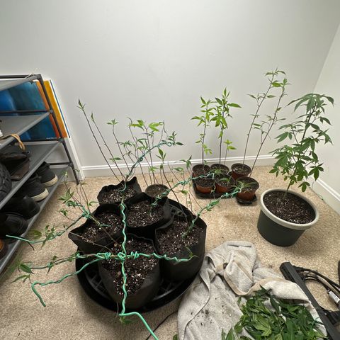 Gorrila nut #9 growlog timeline photo