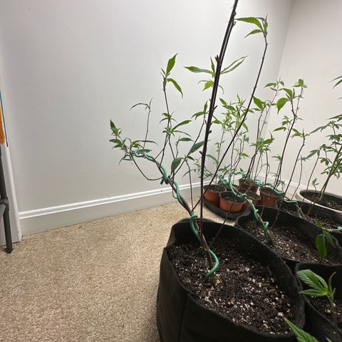 Gorrila nut #9 growlog timeline photo