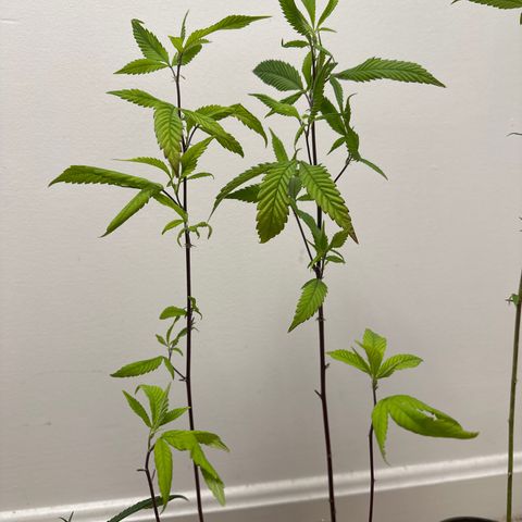 Gorrila nut #9 growlog timeline photo